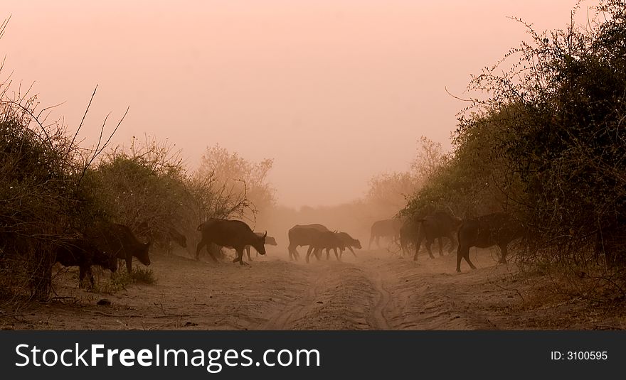 Herd of buffaloes crossing the road during a sunset
