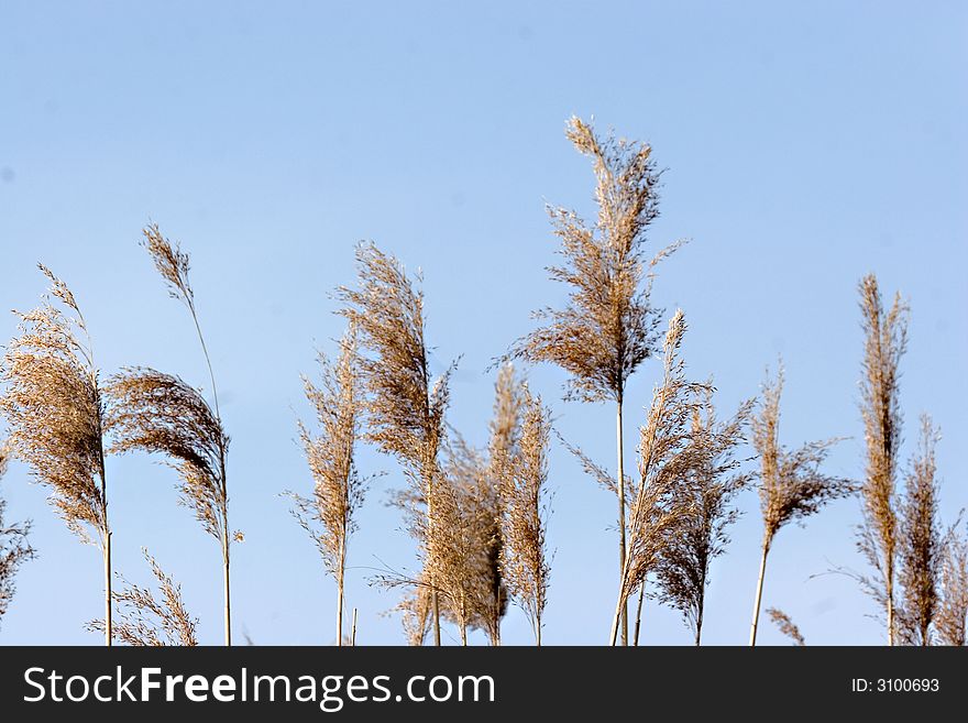 Reeds blowing in the wind in the Biesbosch (Netherlands)