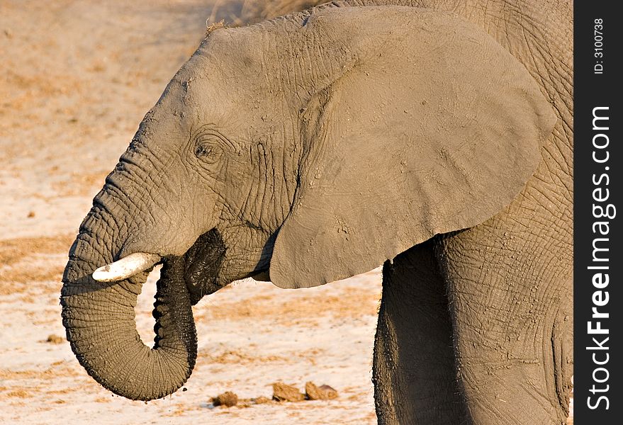 Close up of an elephant drinking in Chobe Game Reserve