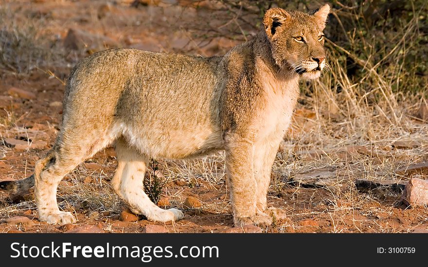 Lion cub in Tuli Block Reserve Botswana