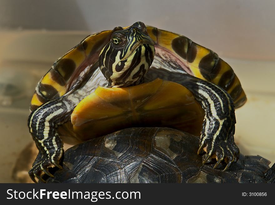 Turtle posing for a close-up portrait