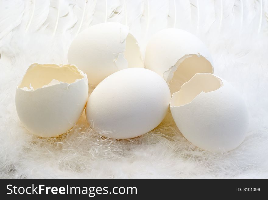 For egg shells and one egg on white feathers. For egg shells and one egg on white feathers.