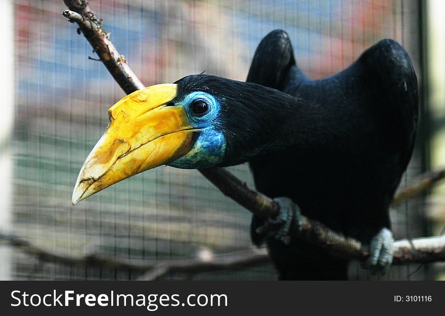 Angry toucan staring at the enemy