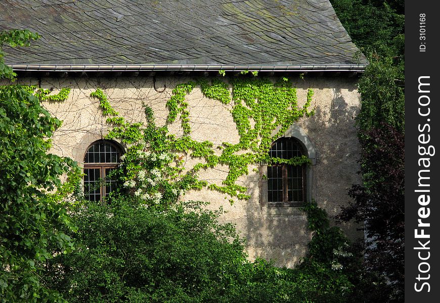 Detail of a old building with ivy growing on the side. Detail of a old building with ivy growing on the side