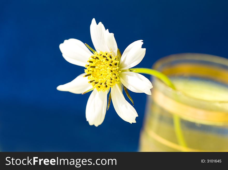 Close-up of white chamomile, macro