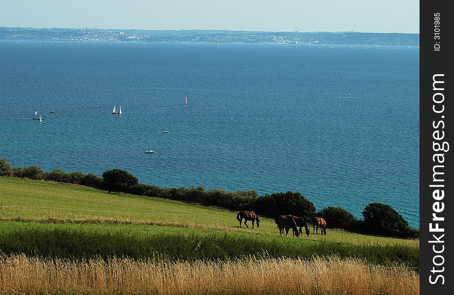 Horses Near The Sea