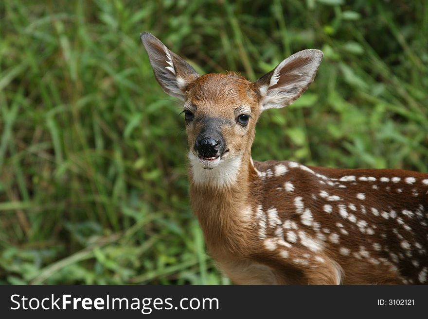 Whitetail deer fawn looking at me