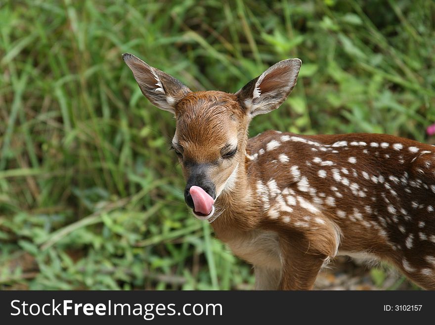 Whitetail deer fawn licking his nose