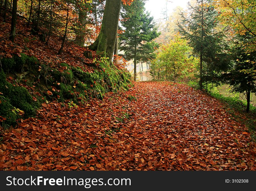 Autumn forest with road and fallen leaves