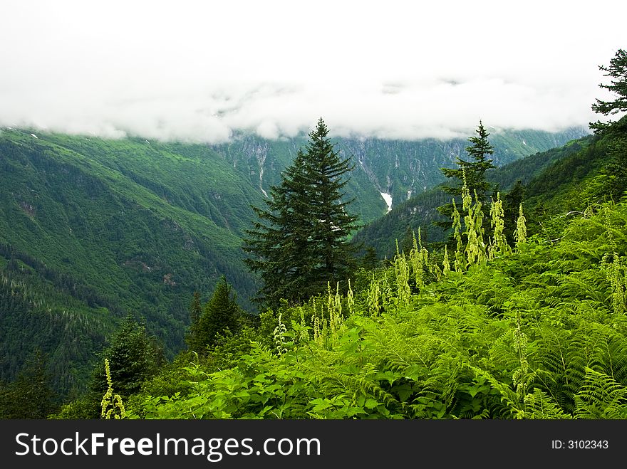 Beautiful lush green valley in Juneau Alaska. Beautiful lush green valley in Juneau Alaska