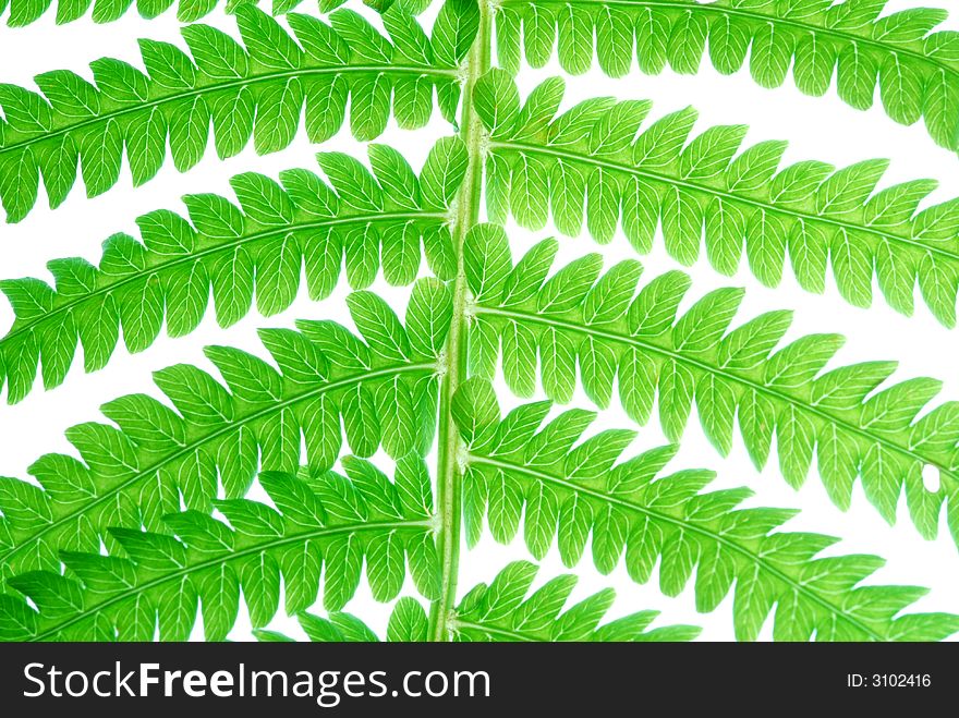 Neon green leaves on white background. Neon green leaves on white background
