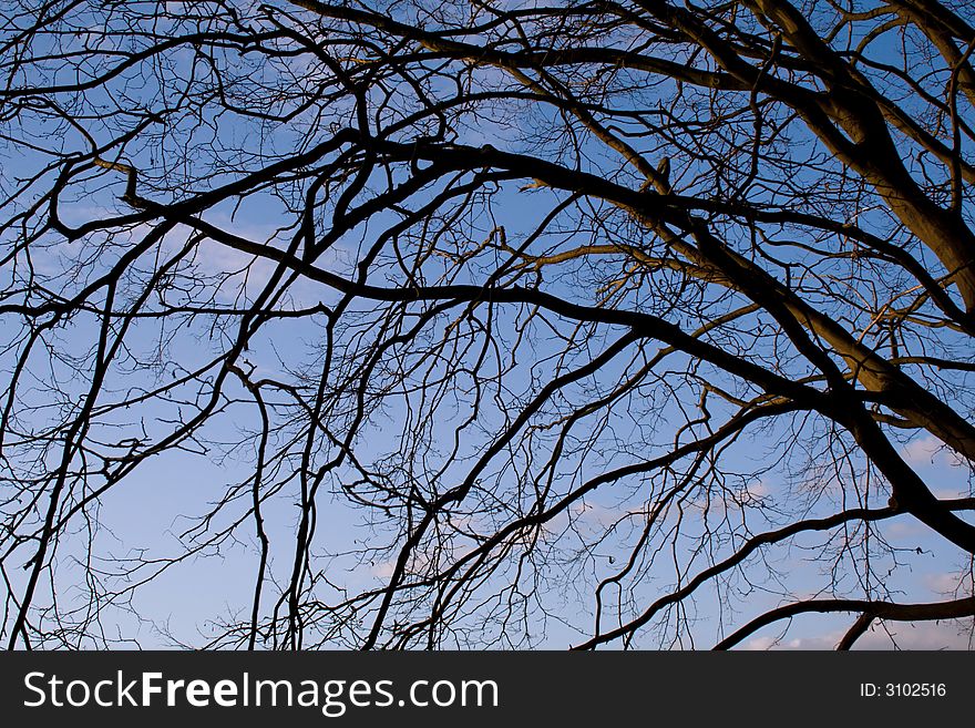 Beech tree branches forming an abstract pattern against  the afternoon sky. Photo taken by the Waal River in Nijmegen. Beech tree branches forming an abstract pattern against  the afternoon sky. Photo taken by the Waal River in Nijmegen.