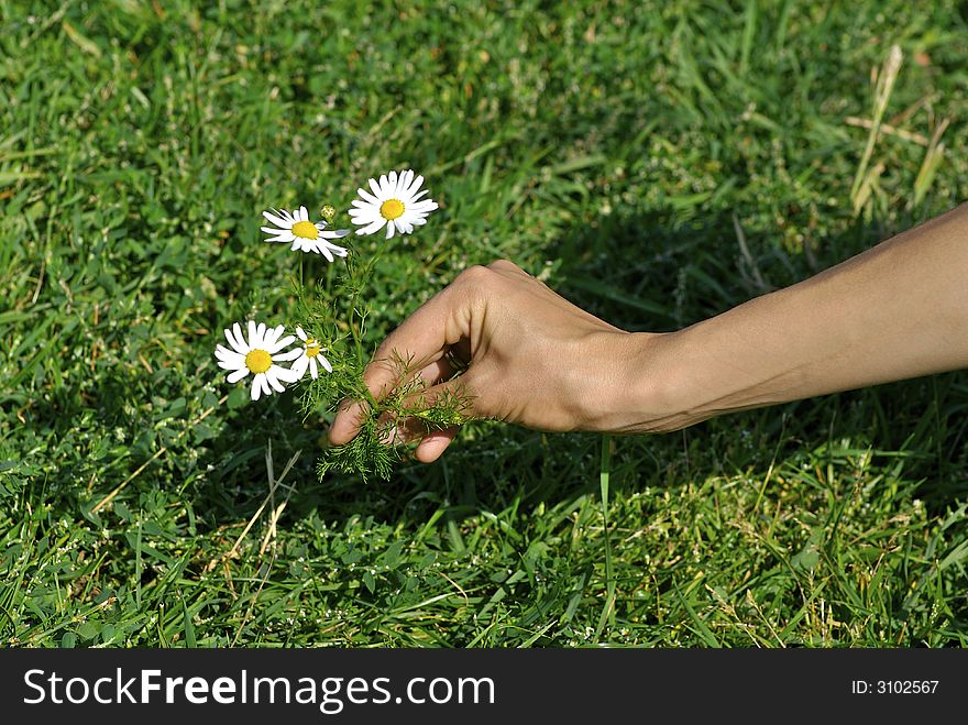 Hand holding a flower on a background of a juicy grass. Hand holding a flower on a background of a juicy grass