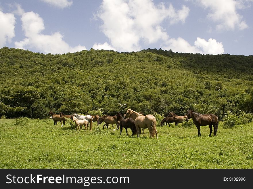 Wild horses grazing in a tropical pasture. Wild horses grazing in a tropical pasture