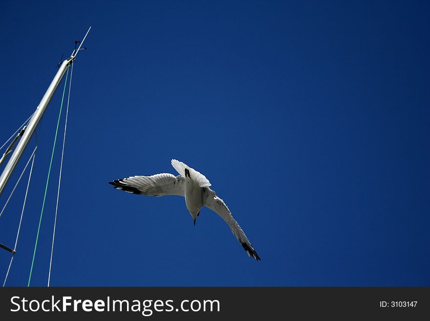 Seagull In A Blue Sky