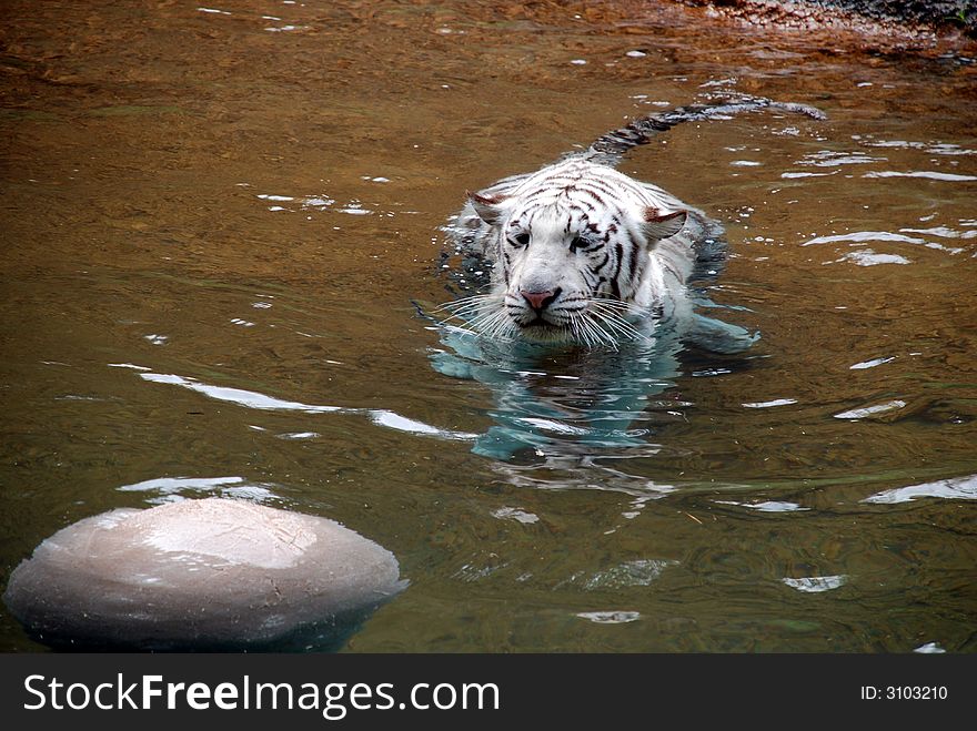 A young white tiger stalking a toy ball in the water. A young white tiger stalking a toy ball in the water.