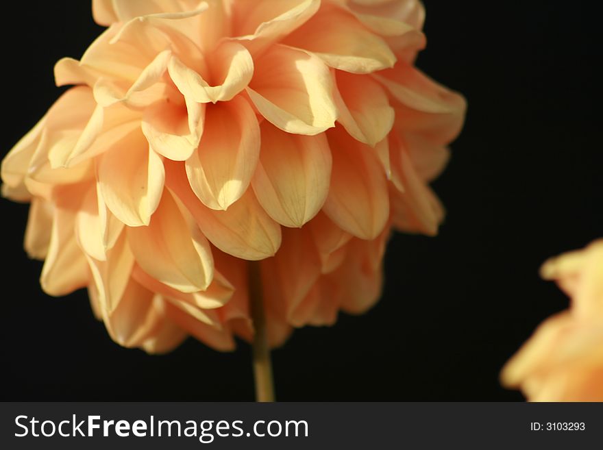 A beautiful yellow and orange flower on black background. A beautiful yellow and orange flower on black background.