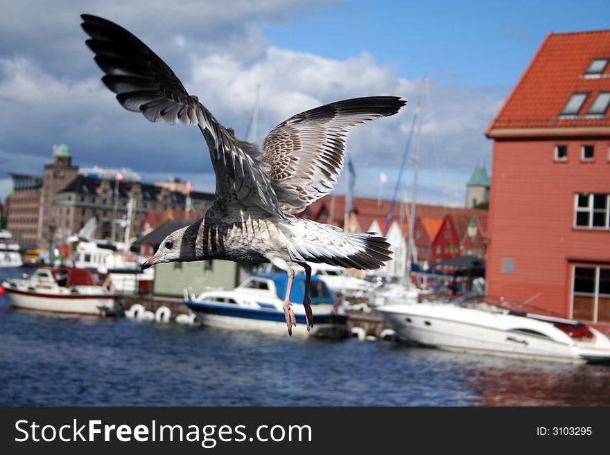 Seagull In A Blue Sky