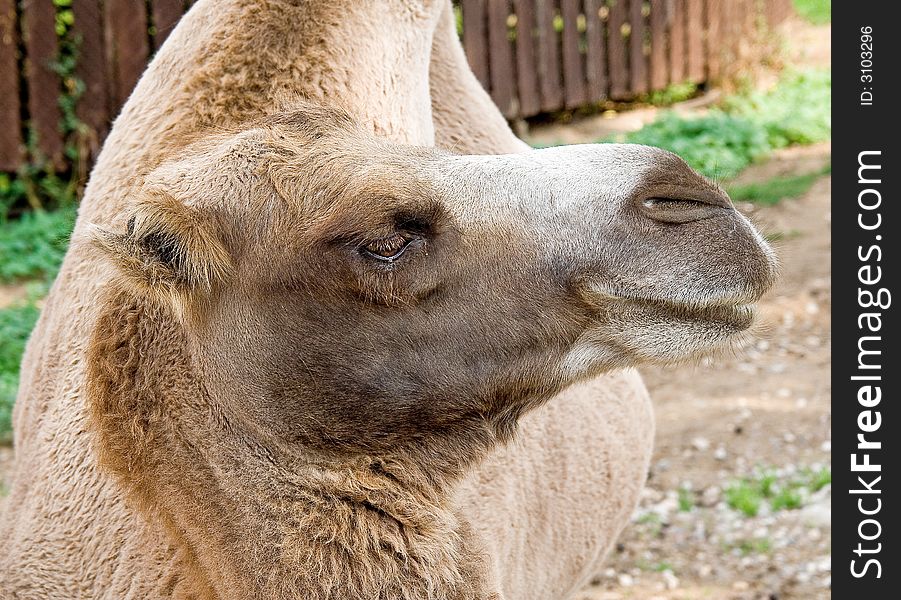 Portrait of nice bactrian camel. Portrait of nice bactrian camel