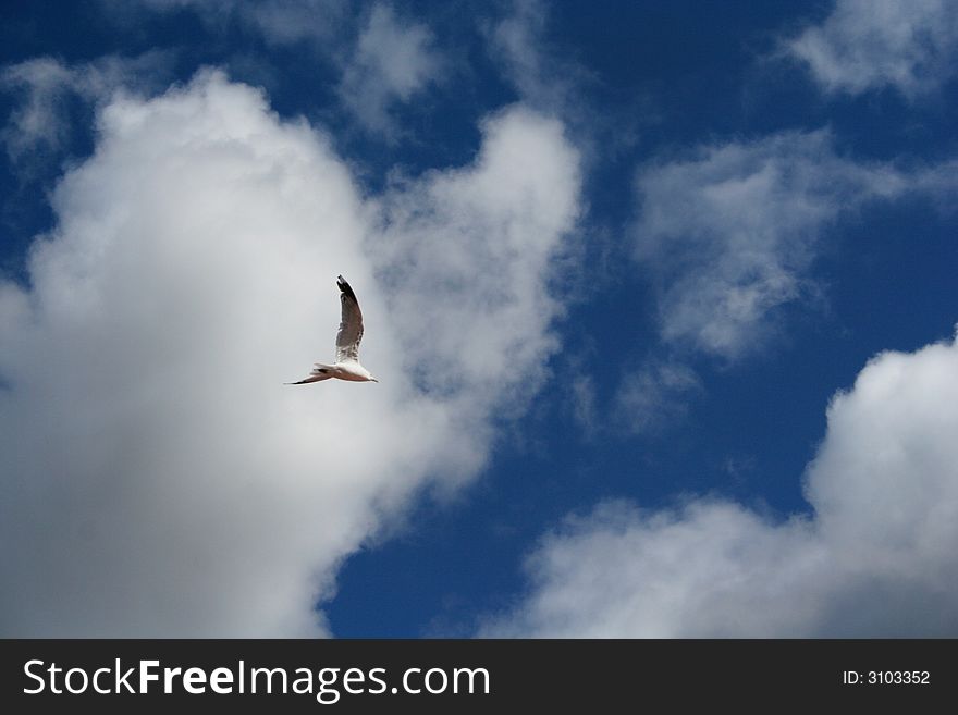 Seagull in a blue cloudy sky. Seagull in a blue cloudy sky