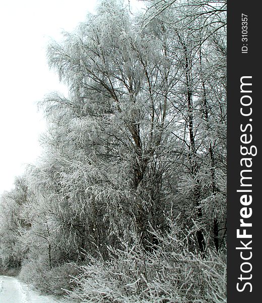 In the sharp Russian frosts trees are covered the thick layer of hoarfrost. In the sharp Russian frosts trees are covered the thick layer of hoarfrost.