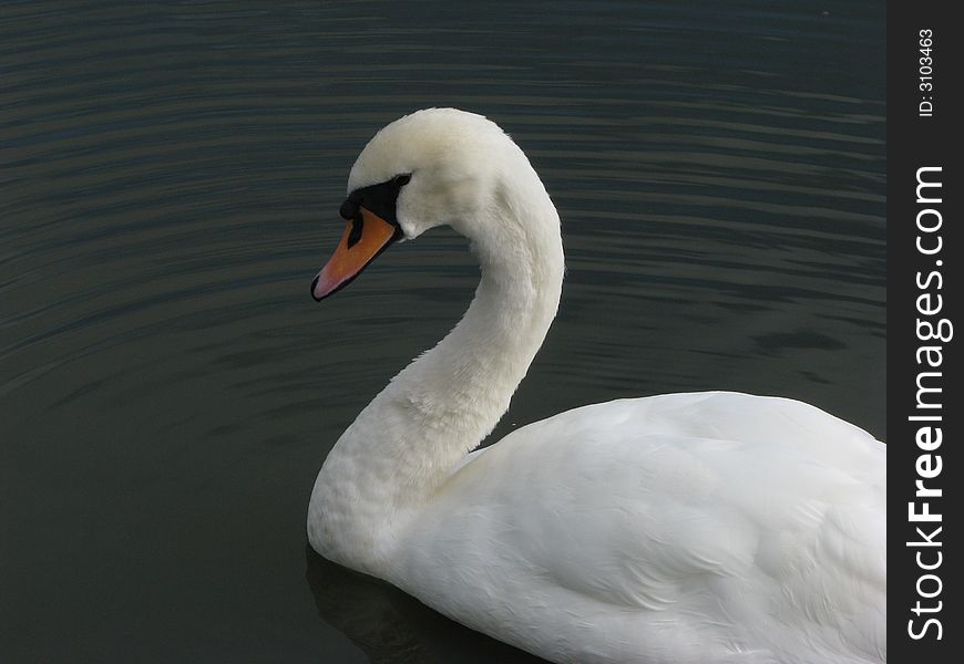 Beautiful swan