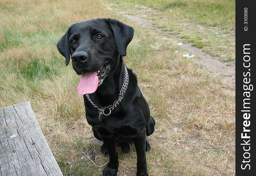 dog labrador retriever