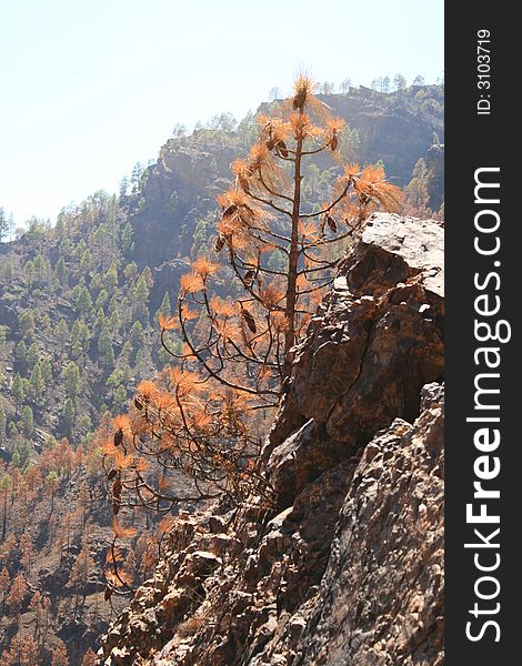 Burnt canary pine forest in Mogan, Canary Isles, canary pine is highly fire resistant. Burnt canary pine forest in Mogan, Canary Isles, canary pine is highly fire resistant