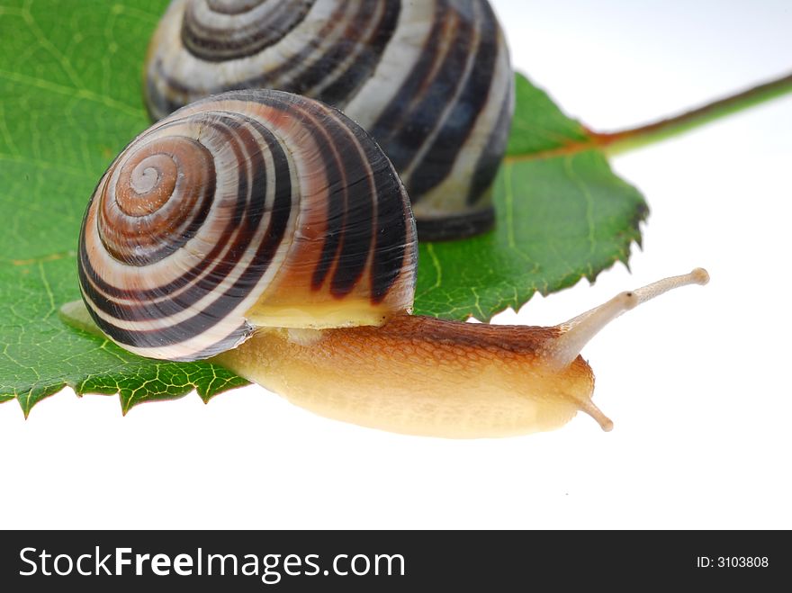Snails on green leaf against white background