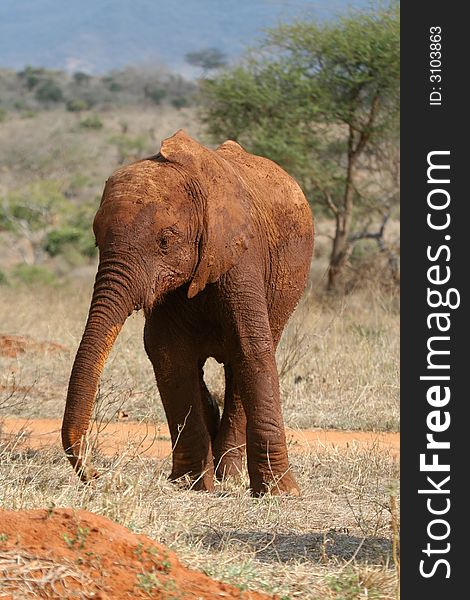 Young African elephant calf covered in red mud, Tsavo National Park, Kenya