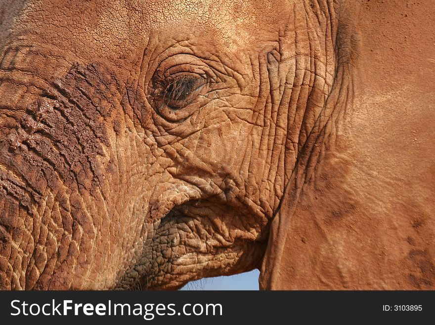Wrinkly face of African elephant