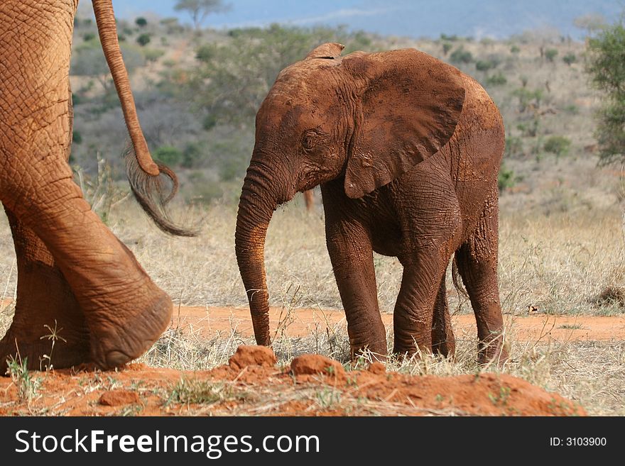 Elephant calf following behind mother. Elephant calf following behind mother