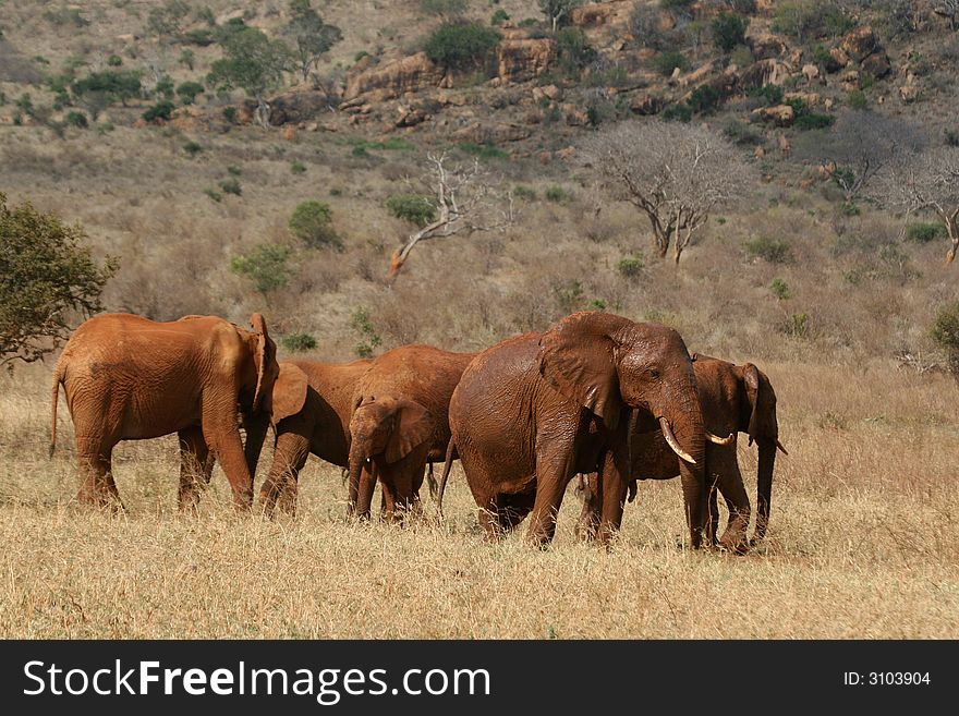 Herd of African elephants moving through savanna. Herd of African elephants moving through savanna