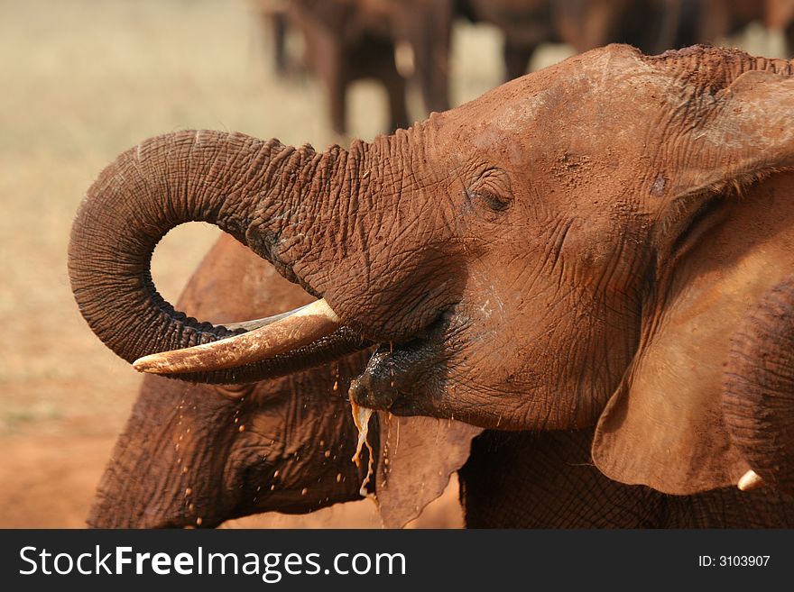 Closeup view of African elephant drinking water