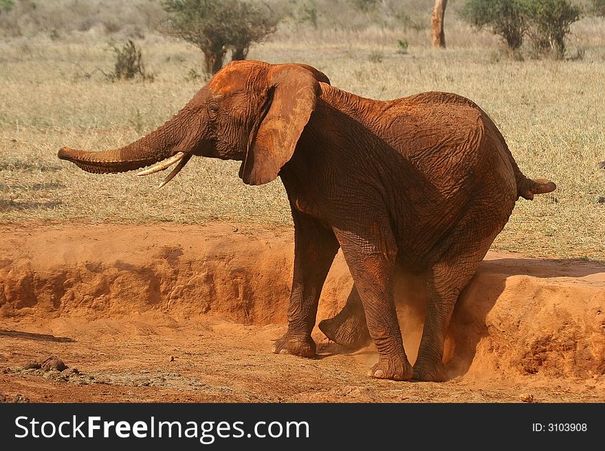 Elephant scratching its butt on red soil. Elephant scratching its butt on red soil