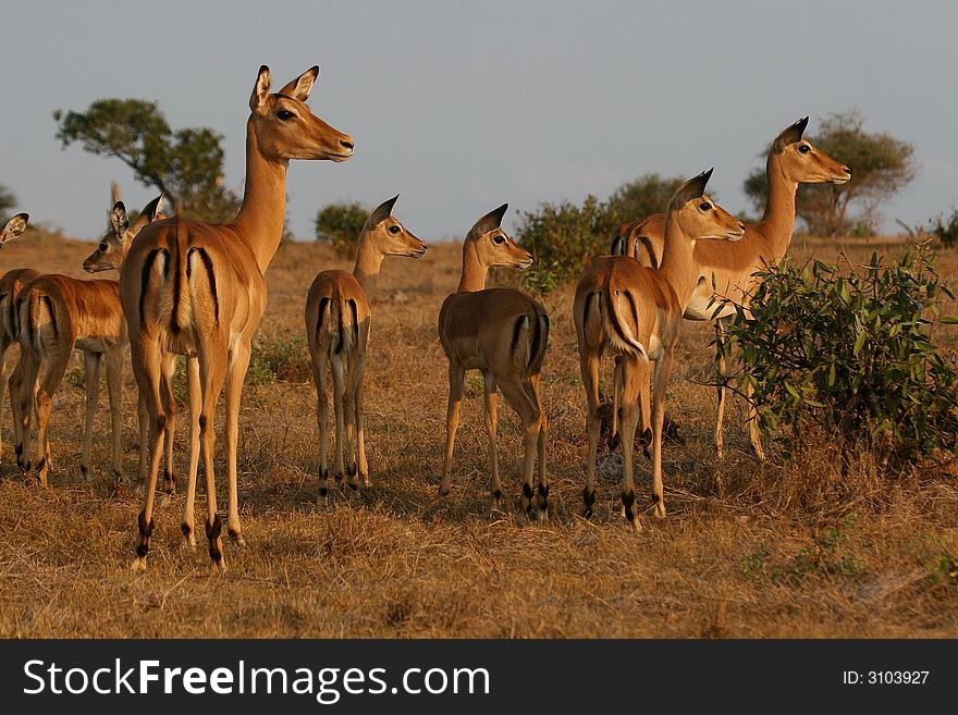 Impala antelopes being watchful for predators at sunset