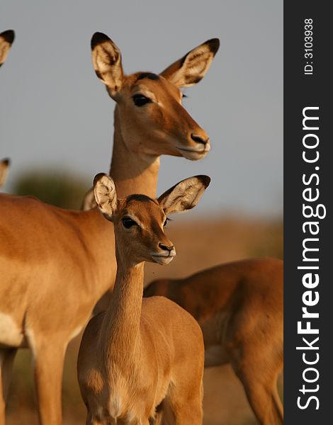 Impala antelopes being watchful for predators at sunset