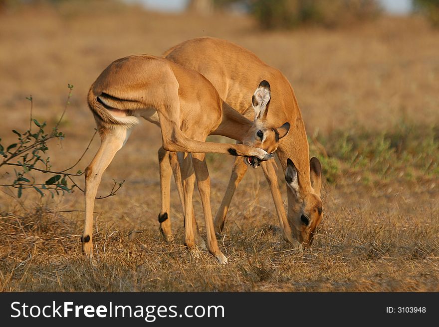 Antelope foal scratching its nose with hind leg. Antelope foal scratching its nose with hind leg