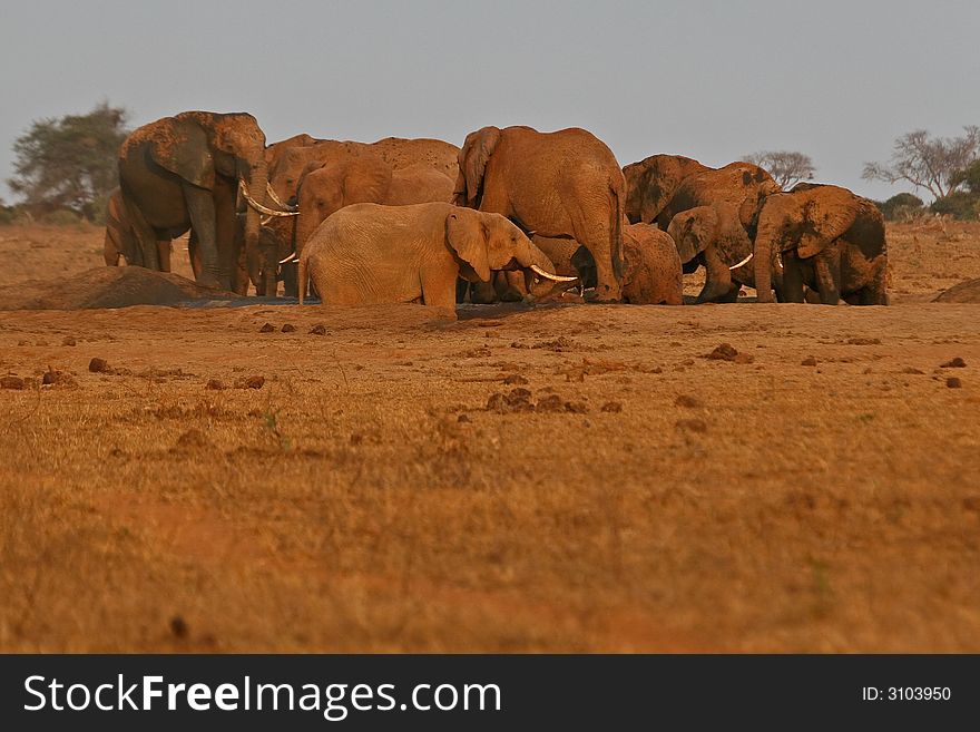 Herd of African elephants at the water hole in Tsavo East National Park, Kenya. Herd of African elephants at the water hole in Tsavo East National Park, Kenya