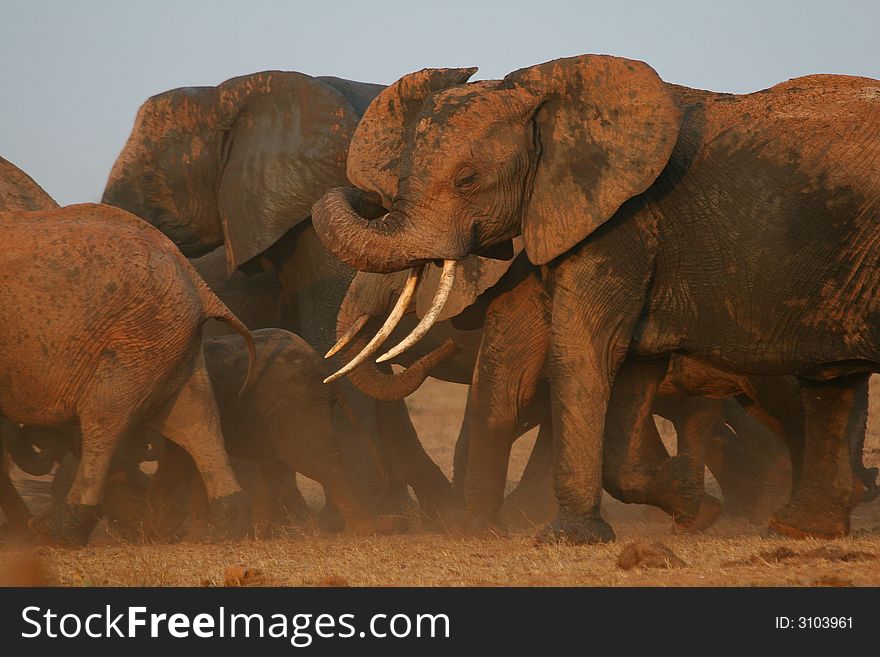 Herd of African elephants on the move in cloud of dust