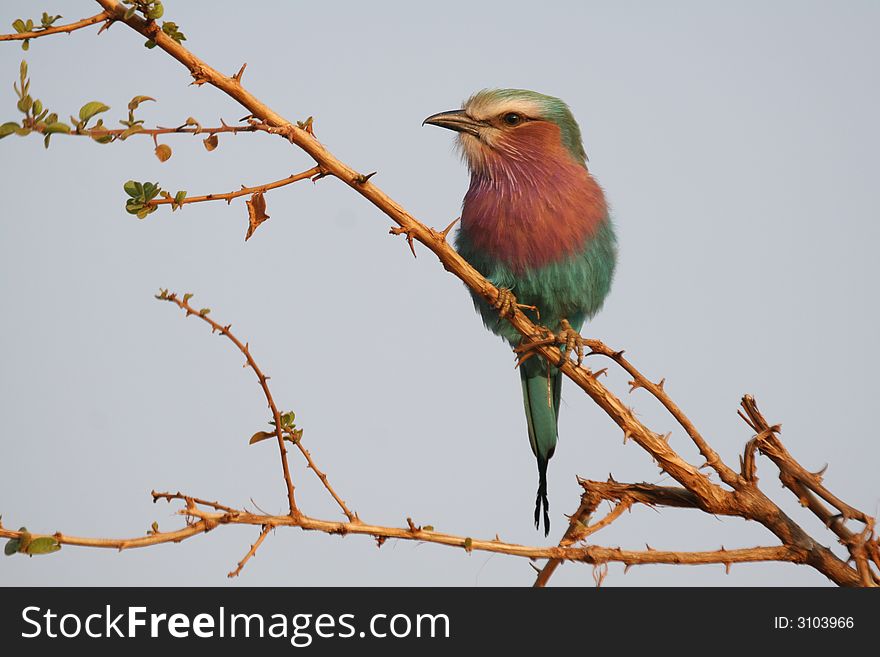 Colorful lilac-breasted roller perching on tree in morning light. Colorful lilac-breasted roller perching on tree in morning light