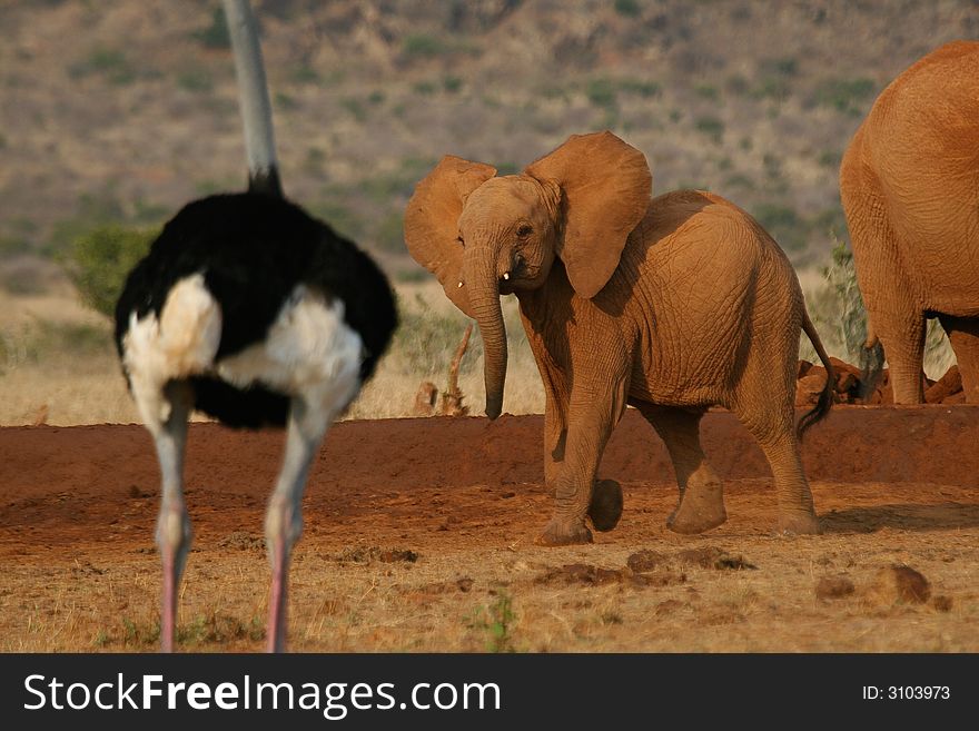 Baby elephant charging at Somali ostrich. Baby elephant charging at Somali ostrich