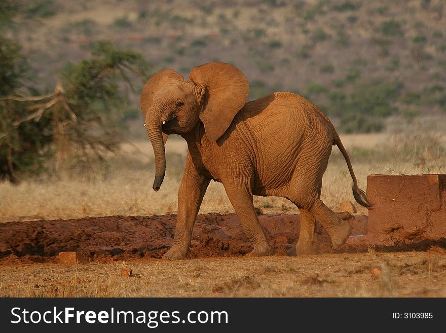 Young calf of African elephant alone in savanna. Young calf of African elephant alone in savanna