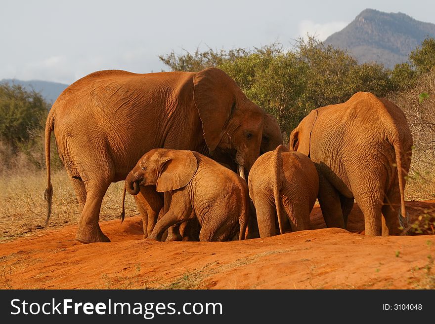 Small family of African elephants crowding at a small waterhole. Small family of African elephants crowding at a small waterhole