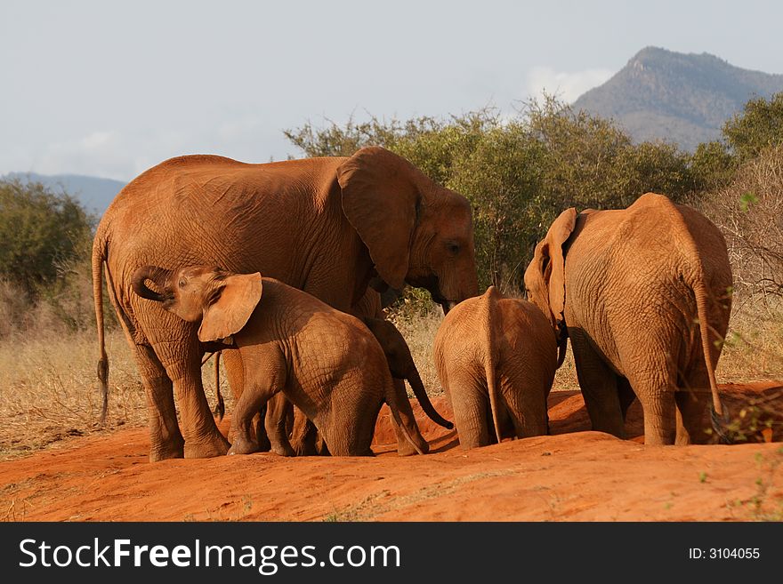 Small family of African elephants crowding at a small waterhole. Small family of African elephants crowding at a small waterhole