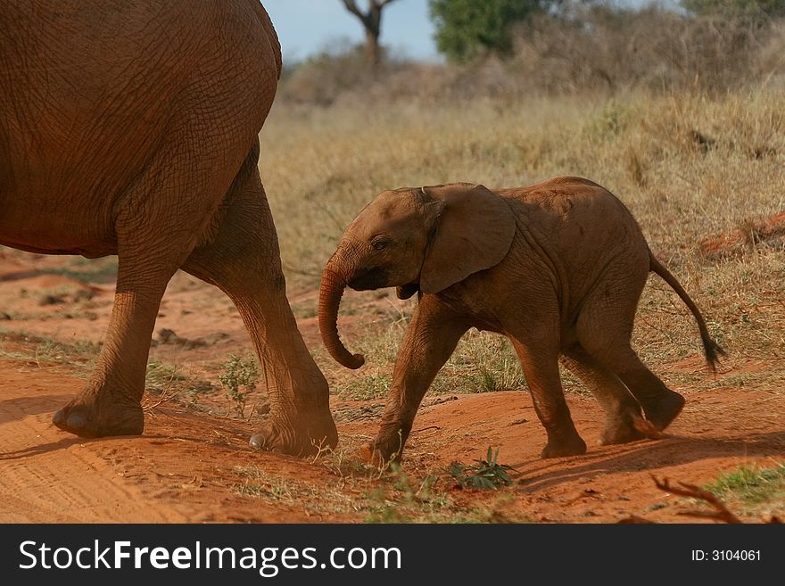 Elephant calf following behind mother. Elephant calf following behind mother
