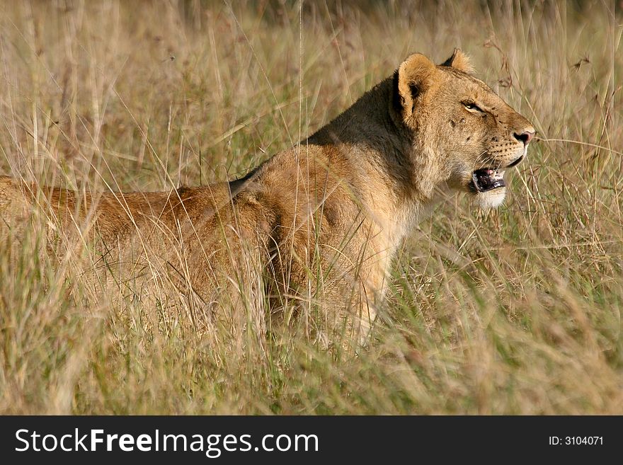 Young lion male watching out for something, standing in grassland, masai mara, kenya. Young lion male watching out for something, standing in grassland, masai mara, kenya