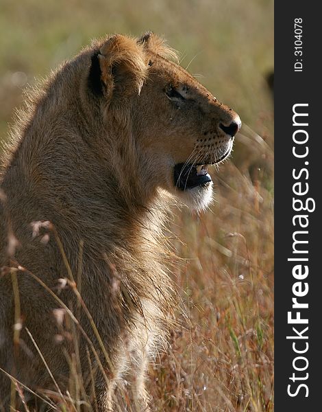 Young lion male watching out for something, standing in grassland, masai mara, kenya. Young lion male watching out for something, standing in grassland, masai mara, kenya