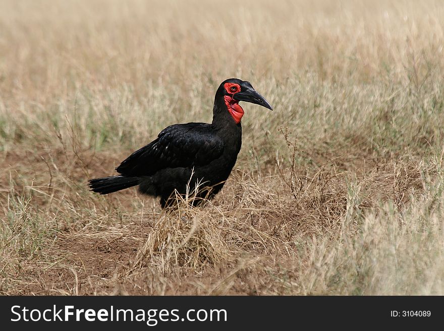 Ground hornbill walking through low grassland of masai mara in search of food