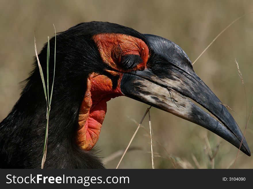 Portrait of ground hornbill watching out for food